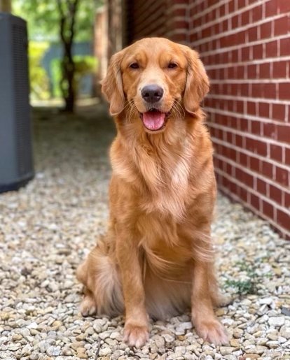 Harlow